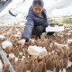 石家庄市疫情解除了吗？最新防控政策与市民生活指南