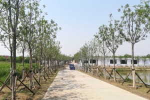 天津本轮疫情整体可控，科学防控与市民配合共筑安全屏障