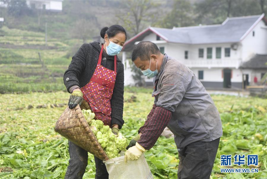 重庆市疫情管理与贵州省防疫政策对比分析，成效与挑战