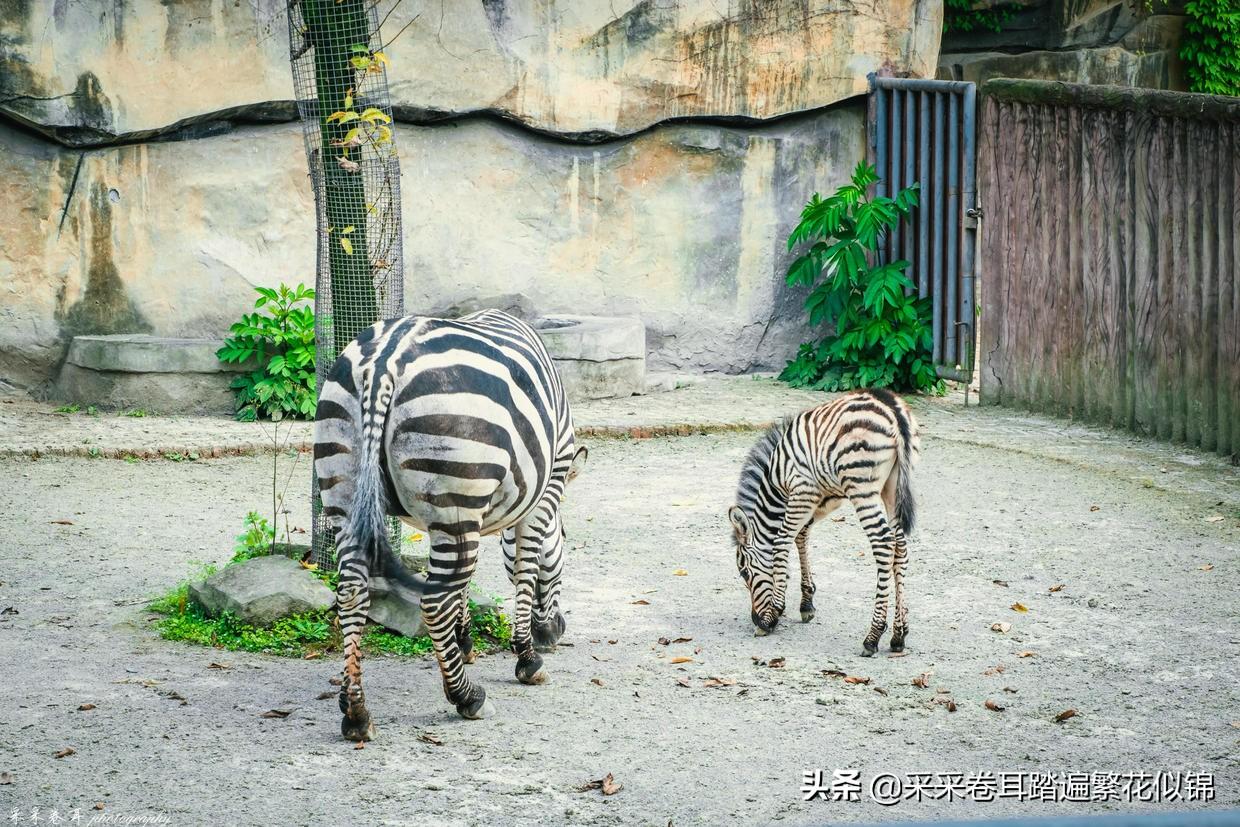疫情期间从上海回重庆可以吗？最新政策与注意事项全解析