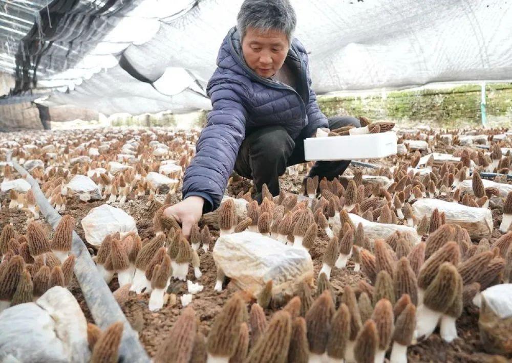 石家庄市疫情解除了吗？最新防控政策与市民生活指南