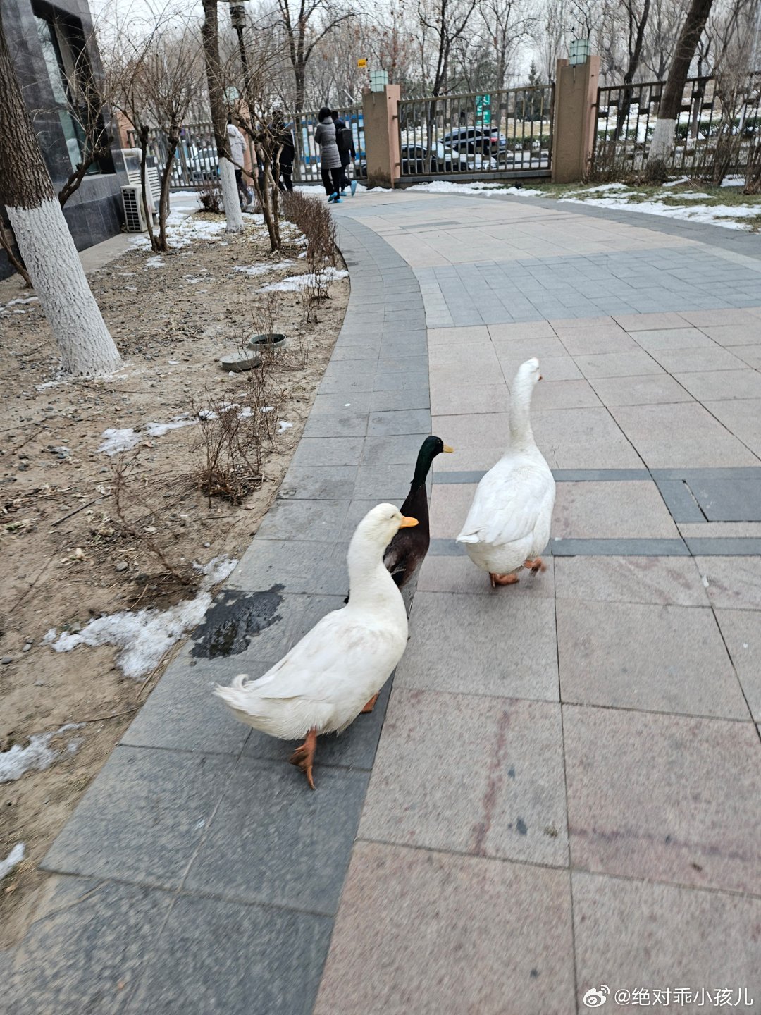 沈阳疫情下的溜达鸡，一场意外的城市风景线