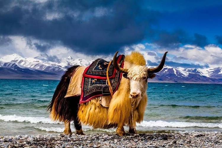从沈阳到西藏，一场穿越中国地理与文化的壮丽之旅